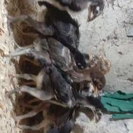 جوجه لاری درجه 1