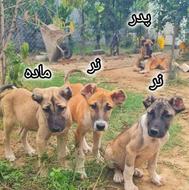 توله سرابی 3 ماه و نیمه نسل دار واگذاری