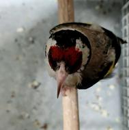 سهره نر گاوی