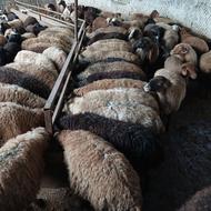گوسفند داشتی گوشتی بره نر ماده