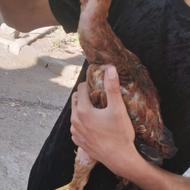 5 عدد جوجه لاری 6 نیم ماهه