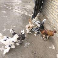 فروش مرغ و خروس 6 ماهه