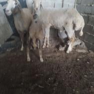گوسفند بره مار بره نر