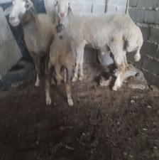 گوسفند بره مار بره نر
