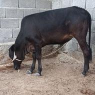 گاو فروشی ماده