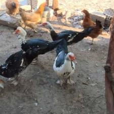اوردک خارجی