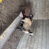 بره نر قصابی و پای پروار