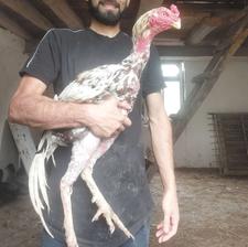 خروس لاری نسل