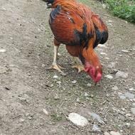 خروس لاری افغان اصیل