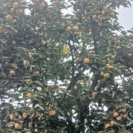 خرمالو گوجه ای
