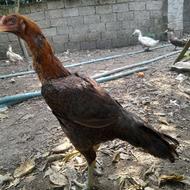 مرغ لاری معاوضه