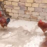 2 عدد خروس و 1 عدد مرغ تخم گذار و 2 عدد جوجه