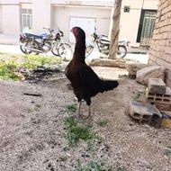خروس لاری دنگ بالا
