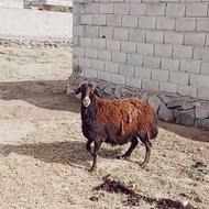 گوسفند ماده