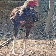 اردک روئن فرانسه وارداتی کف خواب وبی صدا 2ساله وخروس لاری