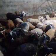 فروش گوسفند زنده