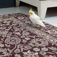 طوطی عروس نر