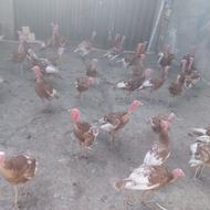 سلام بوقلمون نر بوربون سالم سری حال واکسن خورده