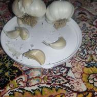 سیر ریز محلی