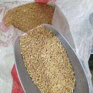 فروش گندم بوجاری شده تناژ