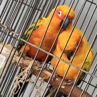 حیوانات پرنده