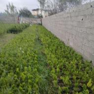 کامیس زعفرانی
