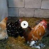 خروس کوشین با سه تا مرغ صحیح سالم فروشی