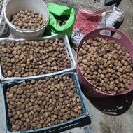 گردو روغنی کالپوش