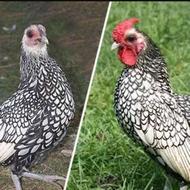 مرغ و خروس سیبرایت وسیلور