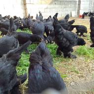 فروش مرغ و خروس مشکی مرندی اصیل 6 ماهه