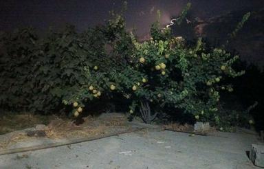 فروش ده من باغ ویلای سردرختی چهار دیواری با چاه اب و برق
