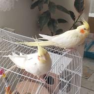 عروس هلندی سخنگو با قفس