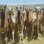 شتر و بچه شتر