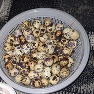 تخم بلدرچین