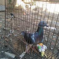 کبوتر دورگ سالم تمیز
