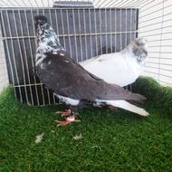 خریدار کبوتر ماده