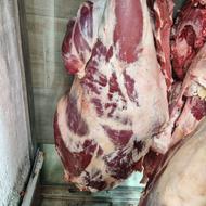 پخش گوشت گوساله گوسفند