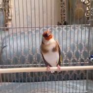 سهره ی قرص بخون