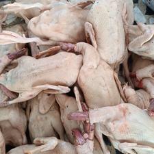 اردک کشتار روز به صورت کلی و جزئی