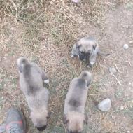 واگذاری توله سرابی ماده