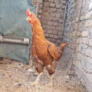 مرغ لاری ترک