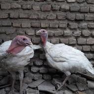 بوقلمون گوشتی