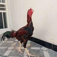خروس لاری تاج میل