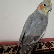 دو عدد عروس هلندی