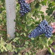 انگور سیاه رشه سردشت داخل قرمز