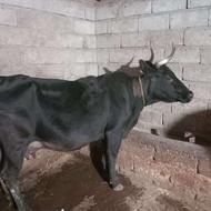 گاو صحرای باگوساله ماده