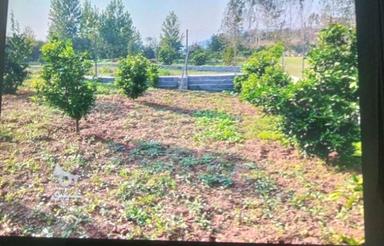 زمین 500 متری در روستای پایین کولا سانخیل