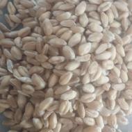 گندم پیشگام درجه یک