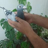 کبوتر مسافتی