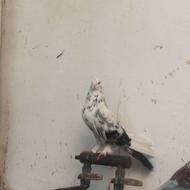 کبوتر نر ابلغ تیکه پاره